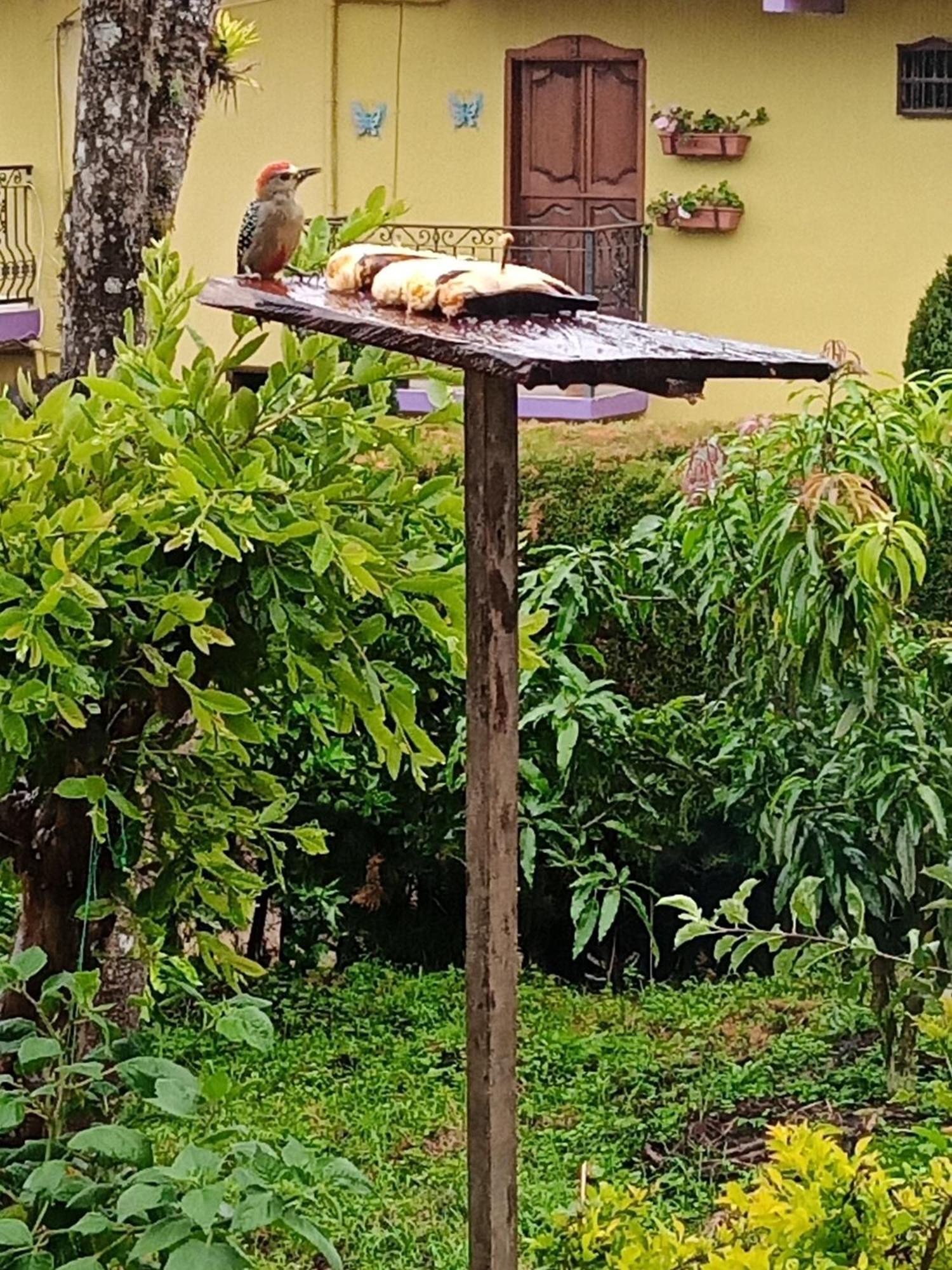 Bird House - Apartament Jardín Exterior foto